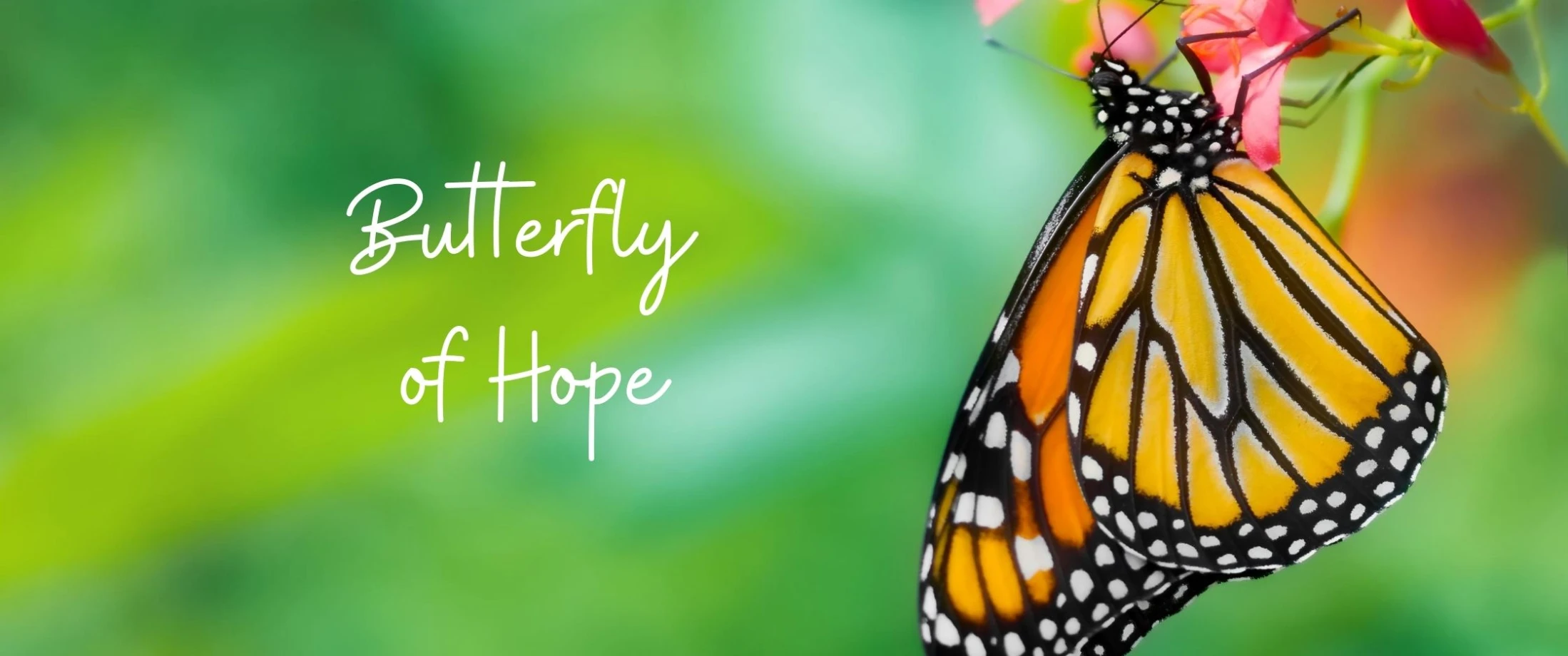 Butterflies of Hope Competition