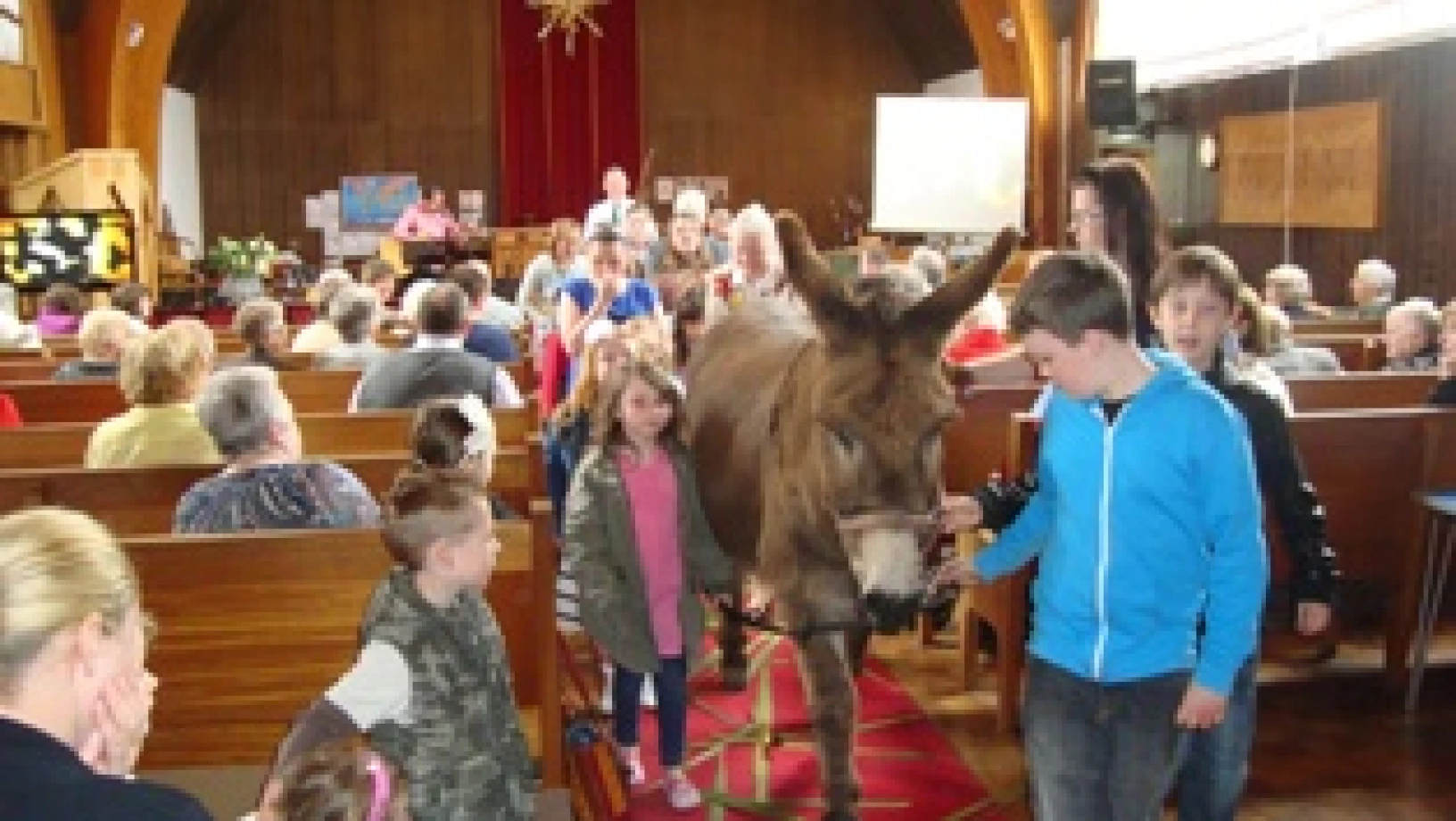 Donkey business at Mount Merrion!