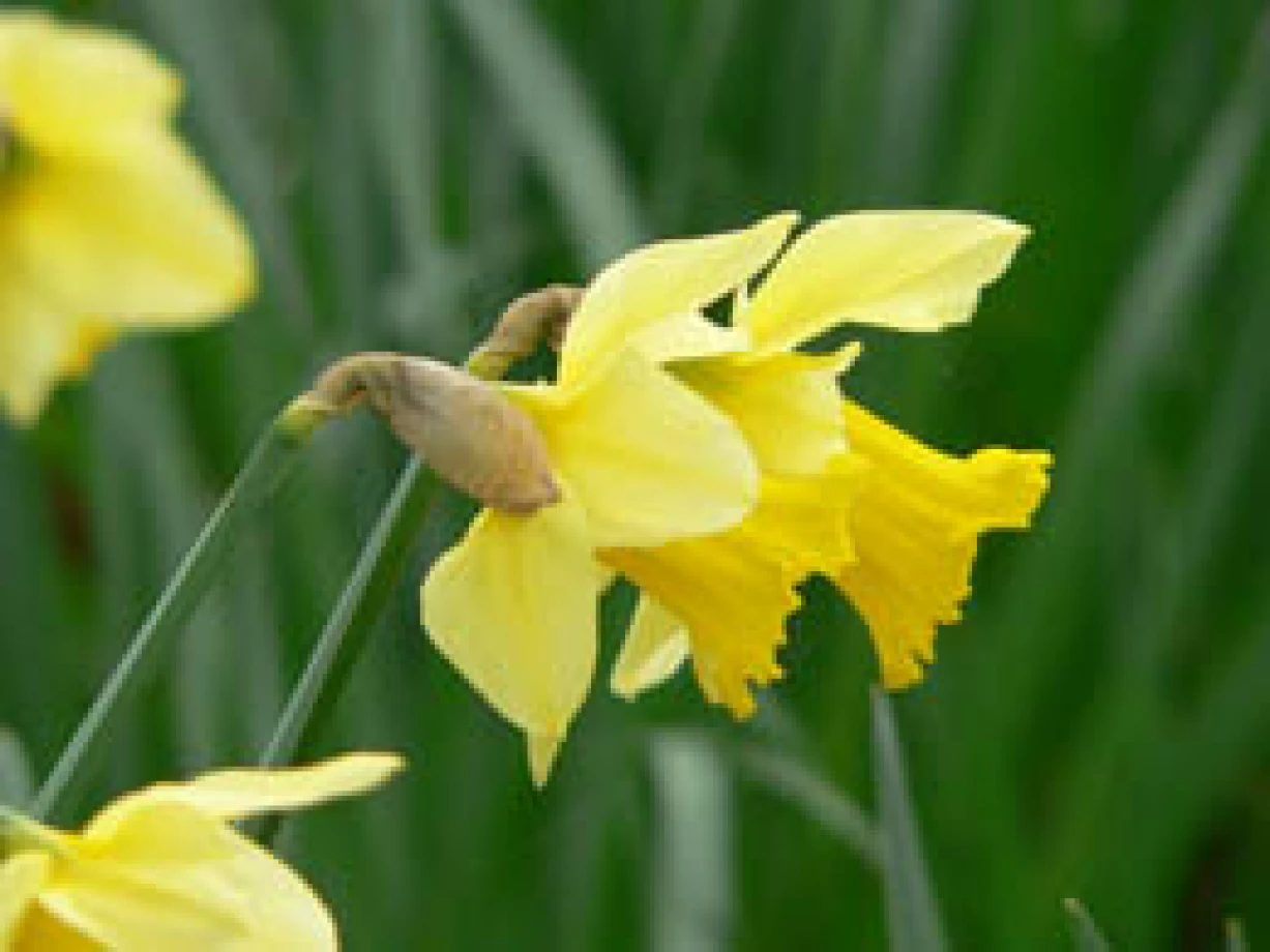 Worshipping the risen Christ