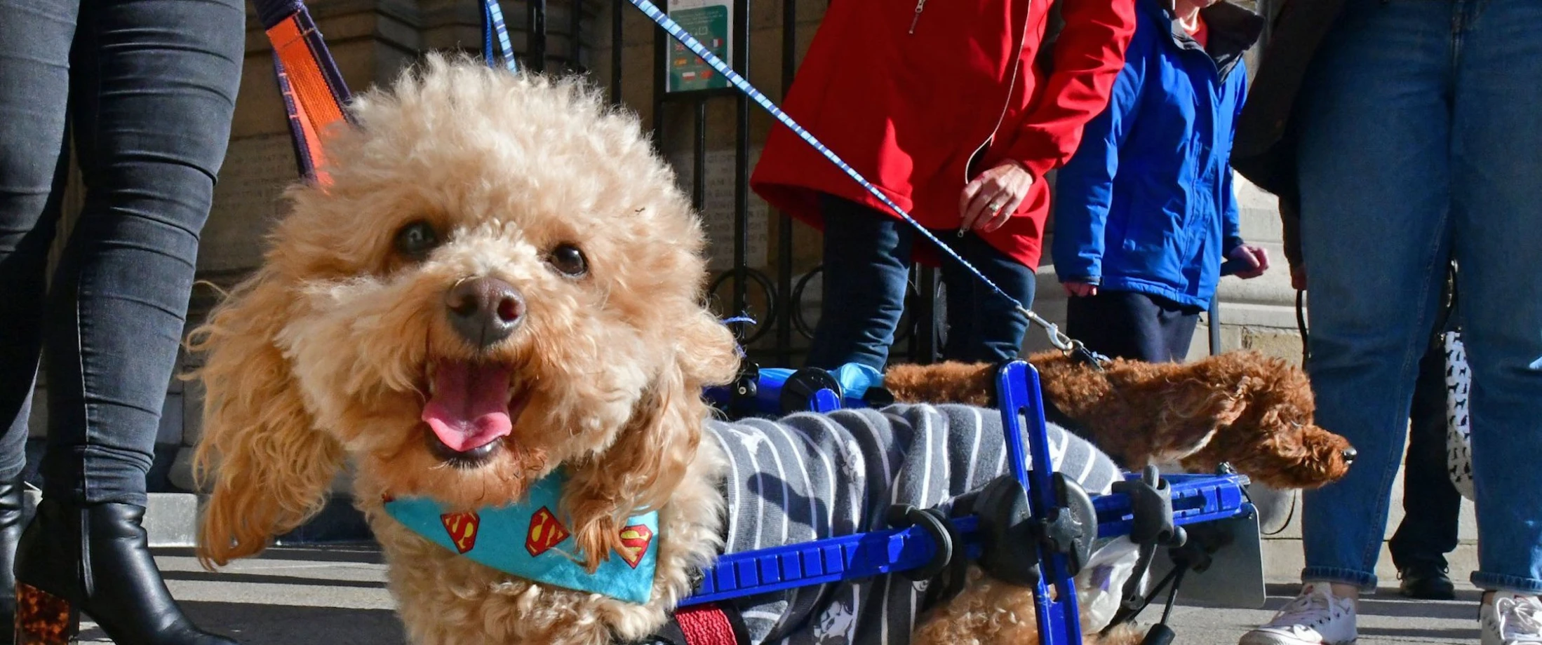 Belfast Cathedral will welcome ‘Pets on the Steps’