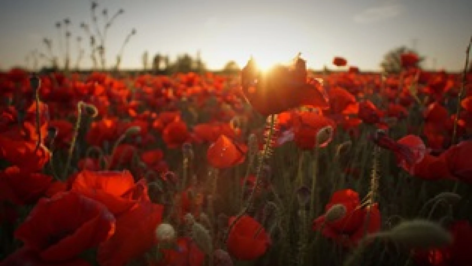 Resources for the local church: A service to mark the end of WW1