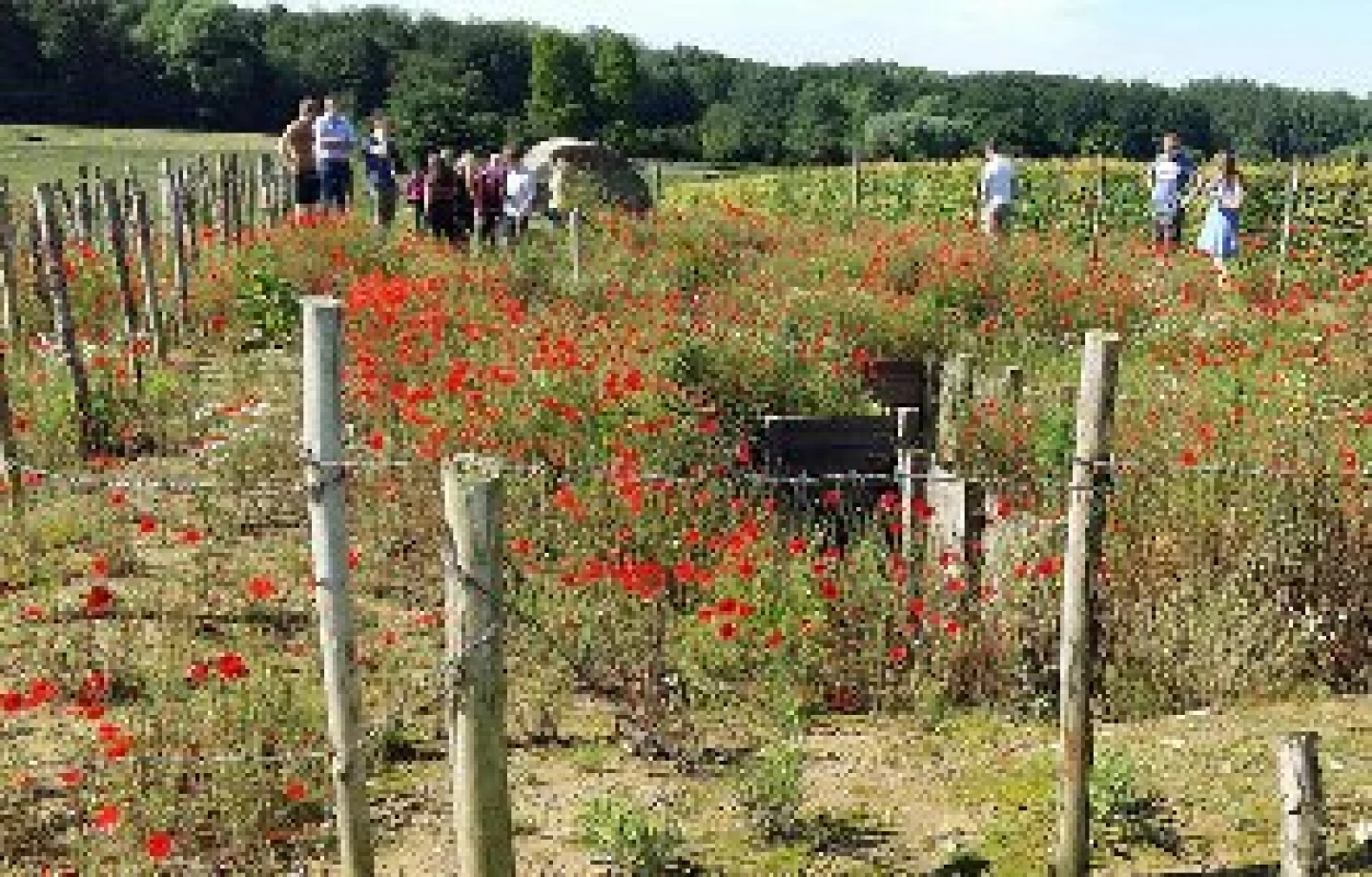 100 years on – Commemorating the Somme